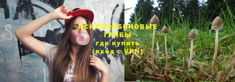 где найти наркотики  Зеленокумск  omg как войти  Галлюциногенные грибы Magic Shrooms 