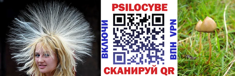 купить закладку блэк спрут как войти Псилоцибиновые грибы прущие грибы Зеленокумск